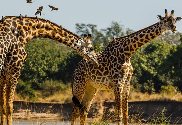 Masai Mara, Kenya